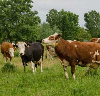 Digitalisation en agriculture et dans l'élevage